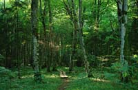 Growth of hornbeam near Lukne