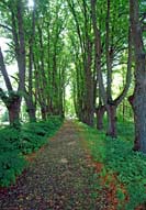 Causeway of Bonaventura manor park