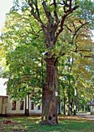 Noble oak in Strazdumuiza park