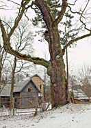 Noble oak in Saulesdarzs