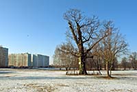 Noble oak in Ebelmuiza park